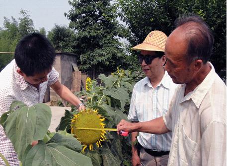 桃花源果聯(lián)富硒油葵試種成功 將大面積推廣